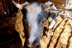 vacca-agriturismo-la-colombara-gaium